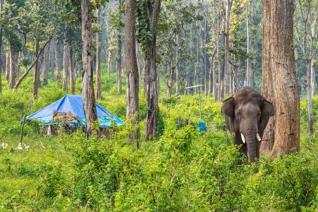 Dubare Elephant Camp