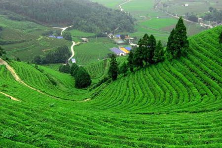 Coonoor, Tamil Nadu