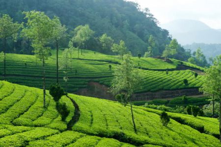 Munnar, Kerala