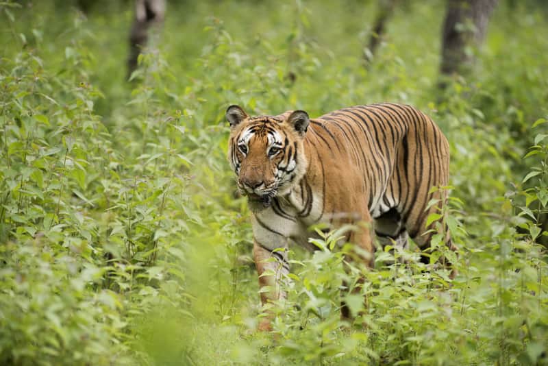 Bhadra Wildlife Sanctuary - The Best Tourist Places in Chikmagalur - Top Tour Packages - Sha Travels taxi service mangalore Bhadra Wildlife Sanctuary - The Best Tourist Places in Chikmagalur - Top Tour Packages - Sha Travels taxi service mangalore